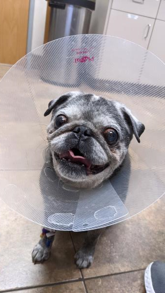 /images/uploads/pug nation rescue of los angeles/pugnation2024/entries/30783thumb.jpg